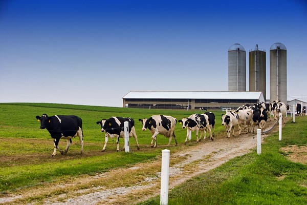 Why is Yeavita R special for dairy cow?
