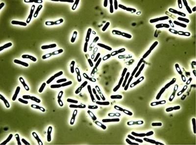 Angel Yeast Extract for Bacillus subtilis fermentation