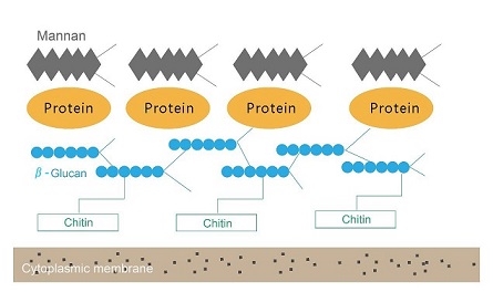 Structural sketch of yeast cell wall（by Angel Yeast）.jpg