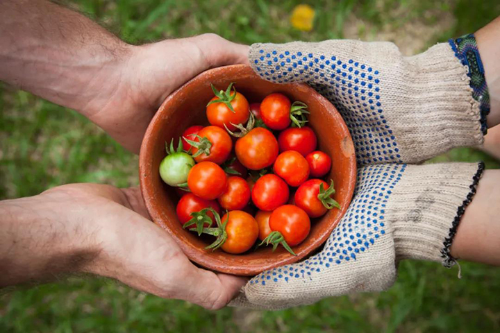 What can yeast source organic fertilizer do for the earth?
