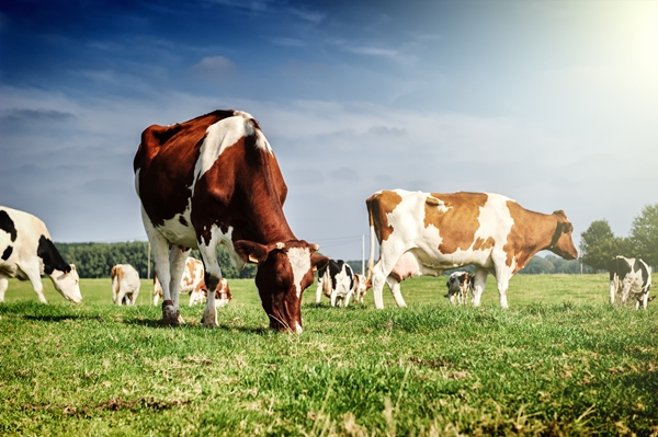 600400Visuel vaches_副本.jpg