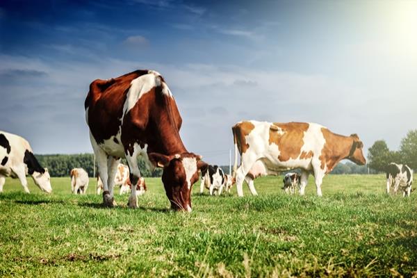 How does YeaVita R improve production performance in ruminants?