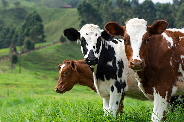 How to choose better active yeast for ruminant feed?