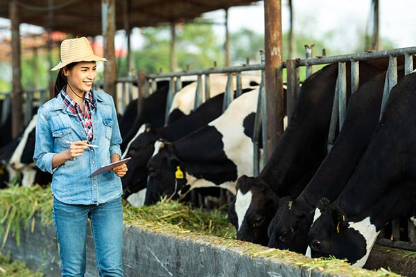 Vinasse-Angel condensed molasses fermentation soluble products for ruminants