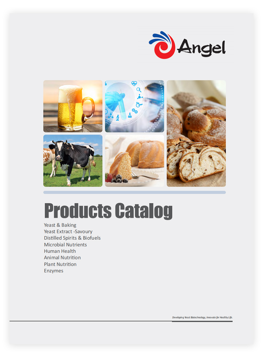 Catalogue des produits d'Angel