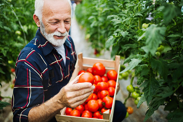 Coloring, enlarging, and sweetening the fruits with Semi-Organic Fertilizer