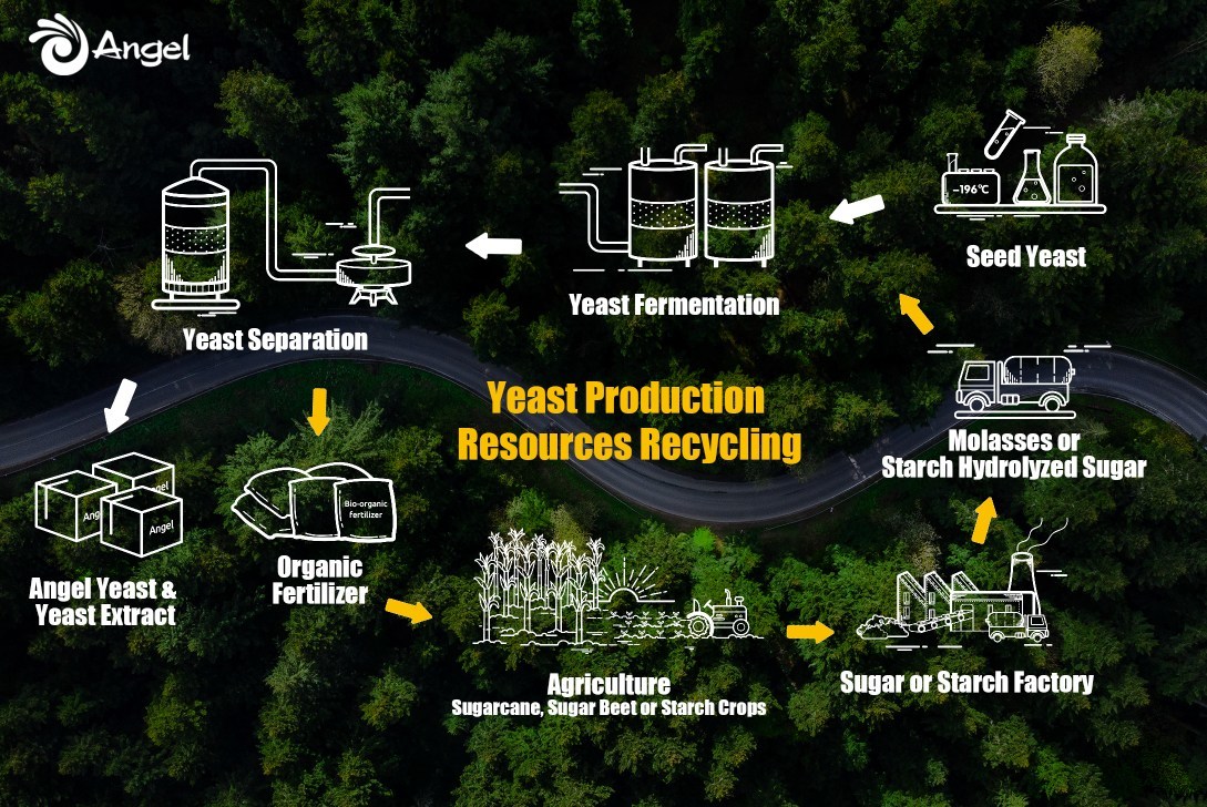 Angel Yeast Steps Up Low-Carbon Measures in Green Push to Promote Global Sustainable Development