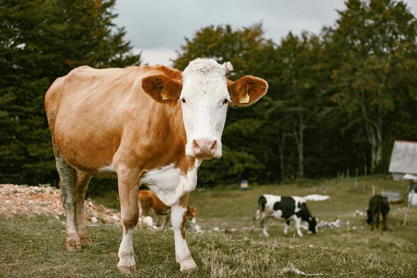 Unleashing the Power of Yeast Selenium in Ruminant Nutrition