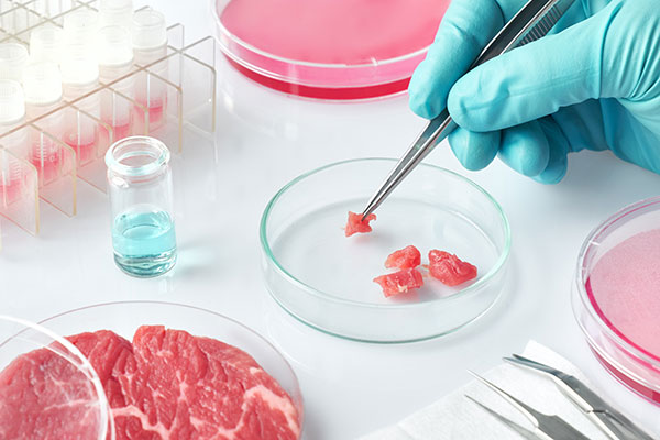 Optimizing Stem Cell Growth: Protein Hydrolysates Study and Applications